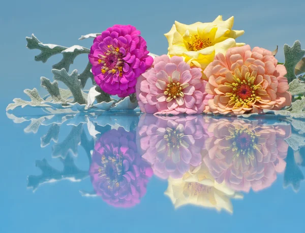 Colorful Zinnia flowers with reflection — Stock Photo, Image