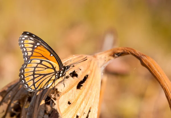 Блискучий помаранчевий чорно-білий метелик, що відпочиває Стокова Картинка