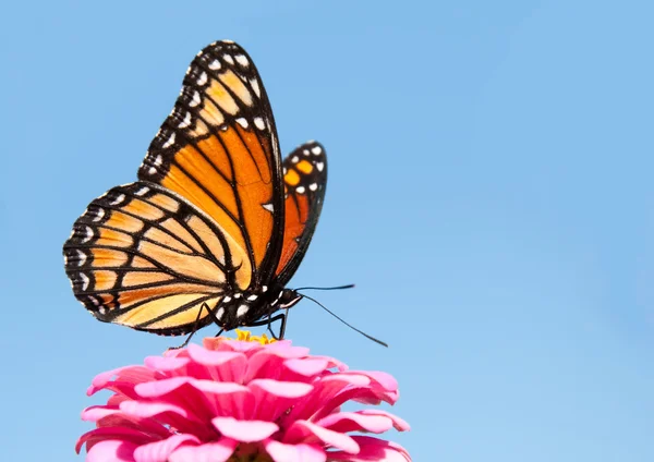 Brillanter Vizekönig-Schmetterling, der sich von einer leuchtend rosa Zinnie ernährt Stockbild