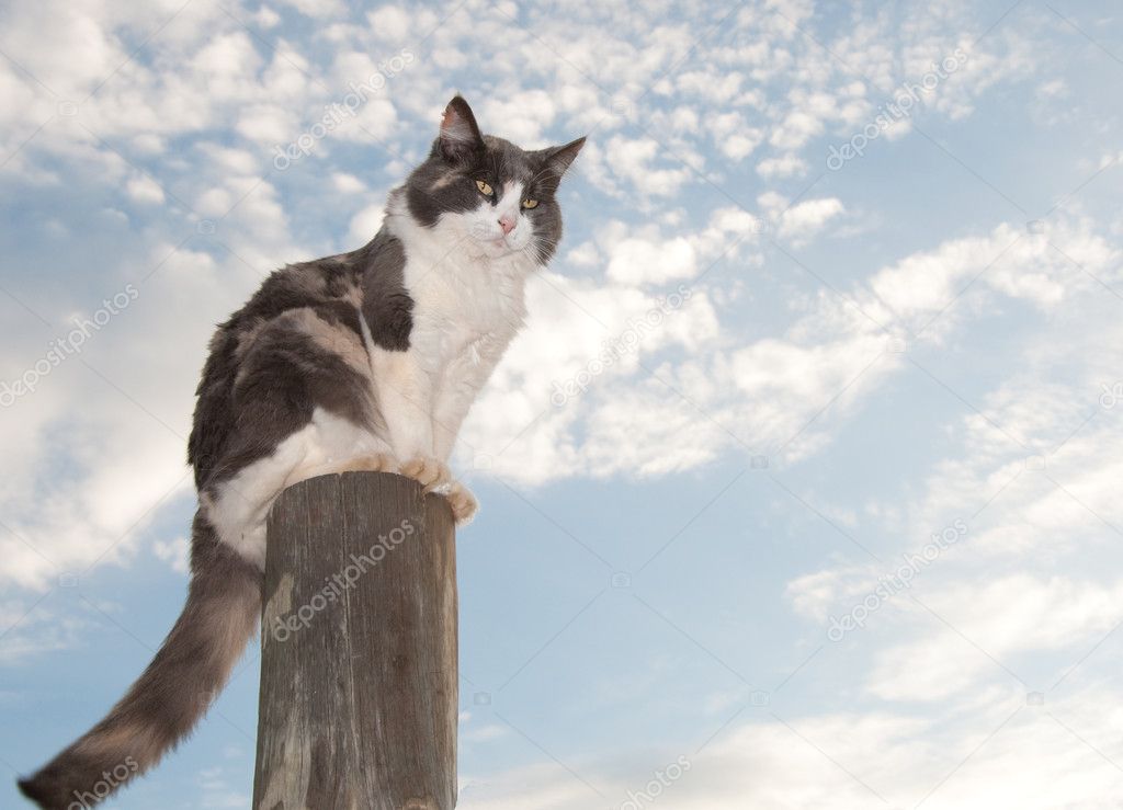 Diluted calico cat sitting on a fence post
