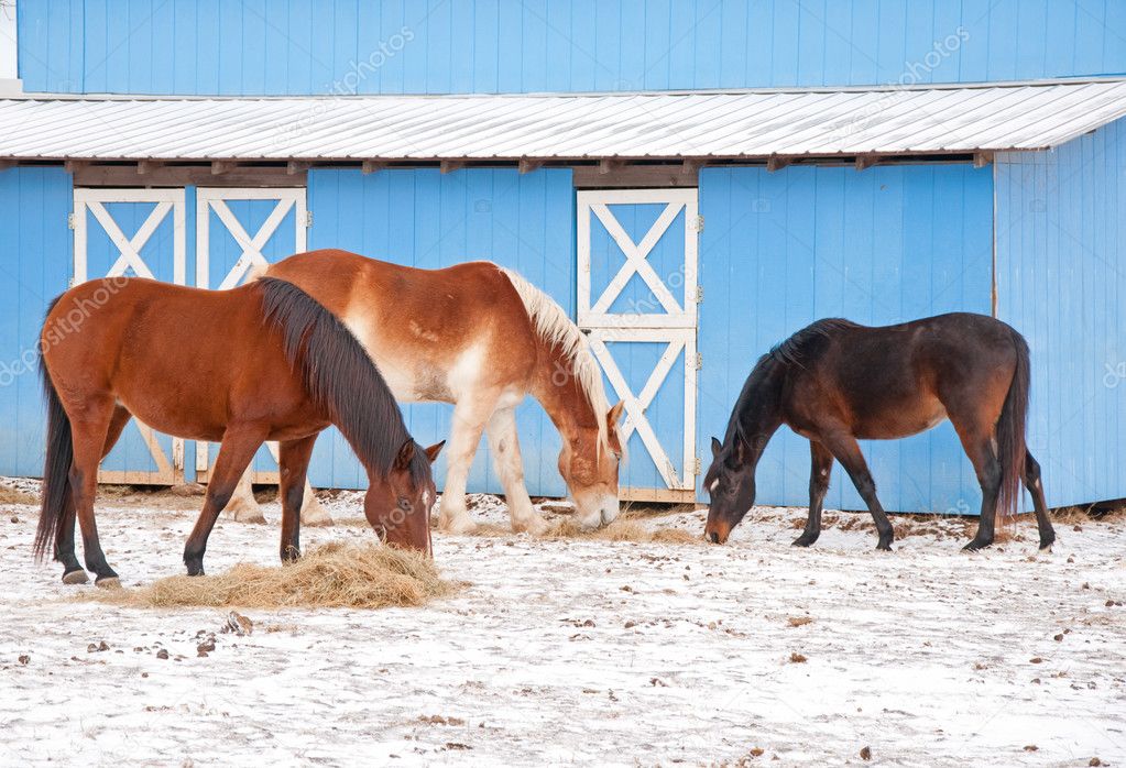 Three horses eating hay on a cold winter day in front of a blue barn