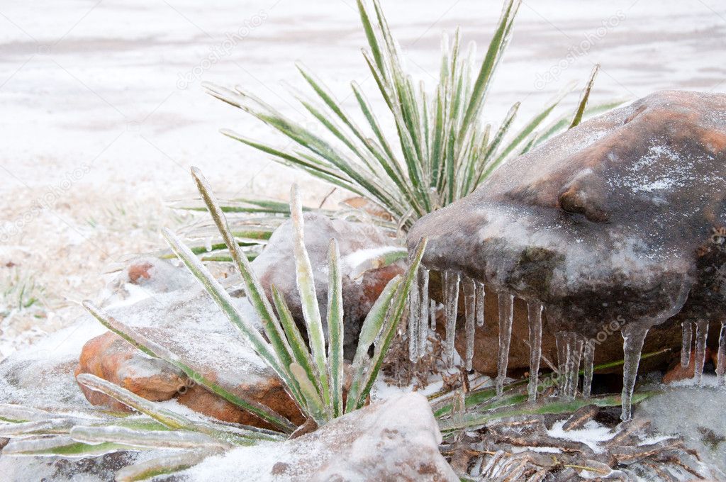 Plains Yucca, Yucca glauca, covered in thick layer of ice