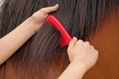 Rider combing a horse's mane clipart