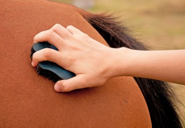 Horse being groomed with a rubber curry comb clipart