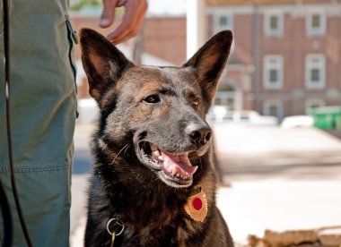 K-9 officer next to his handler in an urban environment