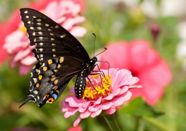 Ventral view of an Eastern Black Swallowtail clipart