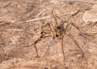 Burrowing Wolf Spider, Geolycosa clipart