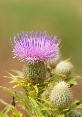 bir Kanada thistle, cirsium arvense mor çiçek