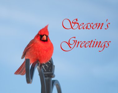 Season's Greetings card with red male Northern Cardinal clipart