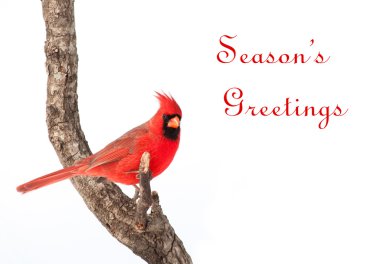 Card with male Northern Cardinal and text Season's Greetings clipart