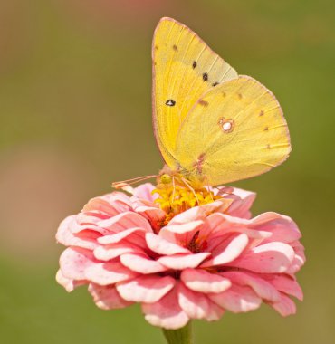 Orange Sulphur, Colias eurytheme butterfly clipart