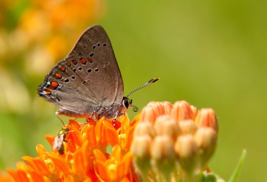 küçük mercan hairstreak kelebek