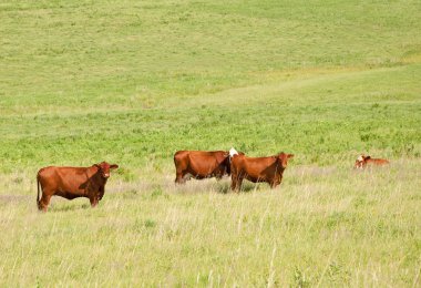 Red cows in lush summer pasture clipart