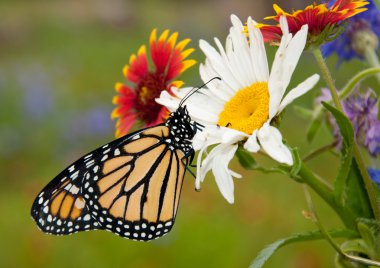 Monarch butterfly on wildflowers in spring clipart