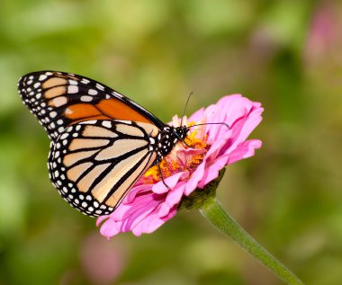 Danaus plexippus, Monarch butterfly in summer garden clipart