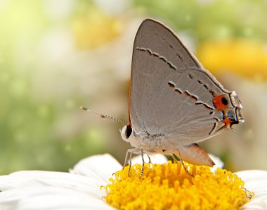 Shasta Daisy çiçeğinin üzerindeki gri saçlı gerçek kelebek.