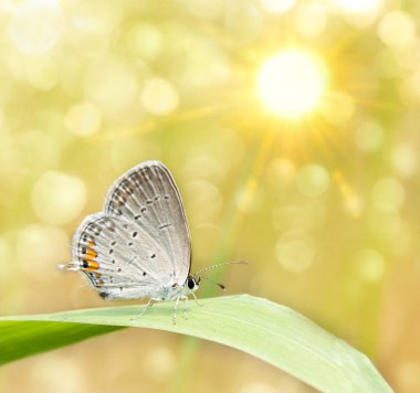 Dreamy image os a Gray Hairstreak butterfly clipart