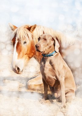 istirahat arkadaşı oturan weimaraner köpek