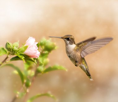 Dreamy image of a young male Hummingbird hovering clipart