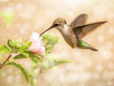 Dreamy image of a young male Hummingbird clipart