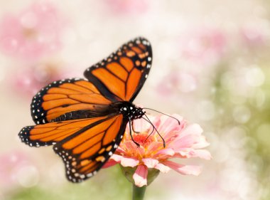 Monarch butterfly with its wings wide open clipart