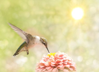 Dreamy image of a Ruby-throated Hummingbird clipart