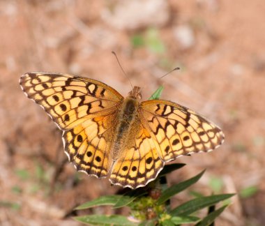 alacalı fritillary, euptoieta claudia kelebek