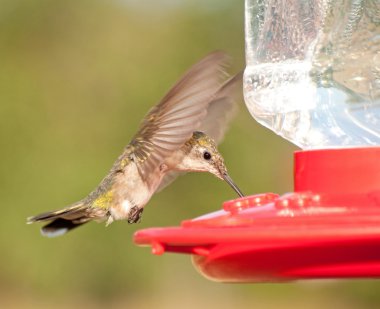 Female Ruby-throated Hummingbird hovering and drinking nectar clipart