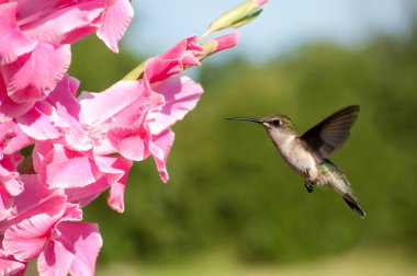 Female Ruby-throated hummingbird hovering clipart