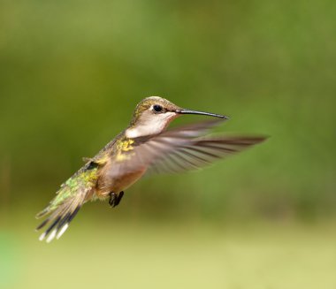Female Ruby-throated hummingbird in flight clipart
