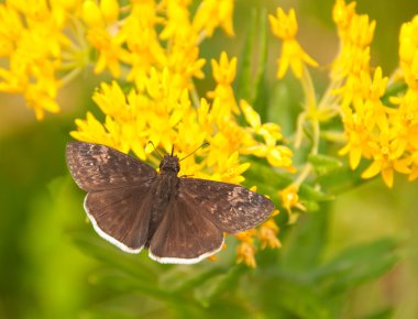 Small Funereal Duskywing butterfly clipart