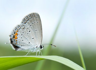 küçük gri hairstreak kelebek