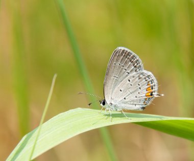 sevimli küçük gri hairstreak kelebek