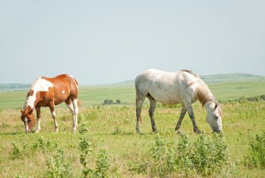 iki at otlatma mera