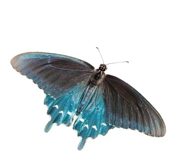 izole bir yeşil swallowtail kelebek dorsal görünümü