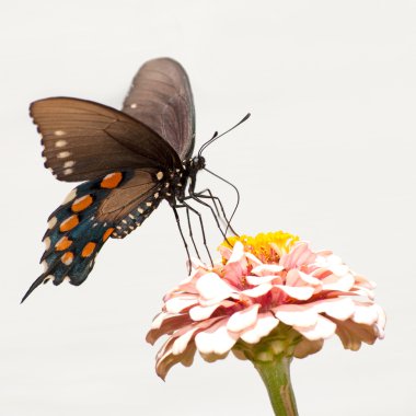 Green Swallowtail butterfly against light background clipart