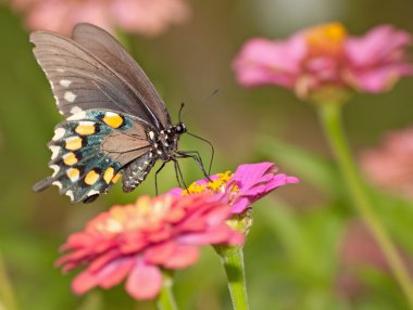 Green Swallowtail butterfly feeding on pink Zinnia clipart