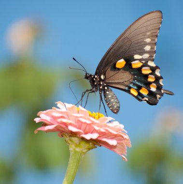 Yeşil swallowtail kelebek pembe zinnia besleme