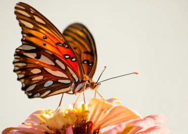 Ventral view of Agraulis vanillae, Gulf Fritillary butterfly clipart