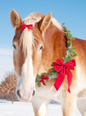 Closeup of a Belgian draft horse with a Christmas wreath clipart