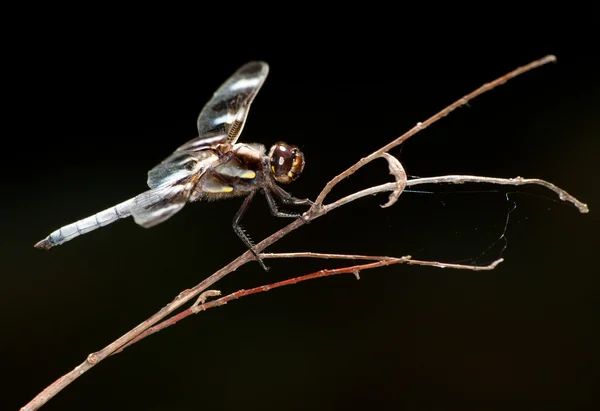Dvanáct spot skimmer vážka — Stock fotografie