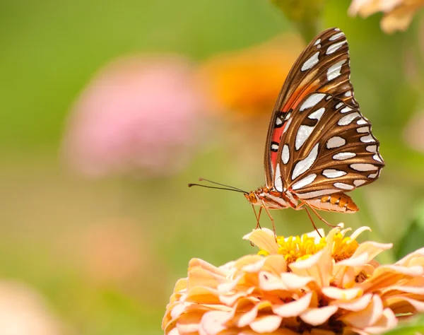 Papillon fritillaire du Golfe se nourrissant d'une Zinnia orange pâle — Photo