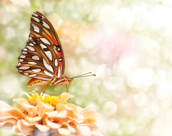 Verträumtes Bild eines Golf-Schmetterlings — Stockfoto