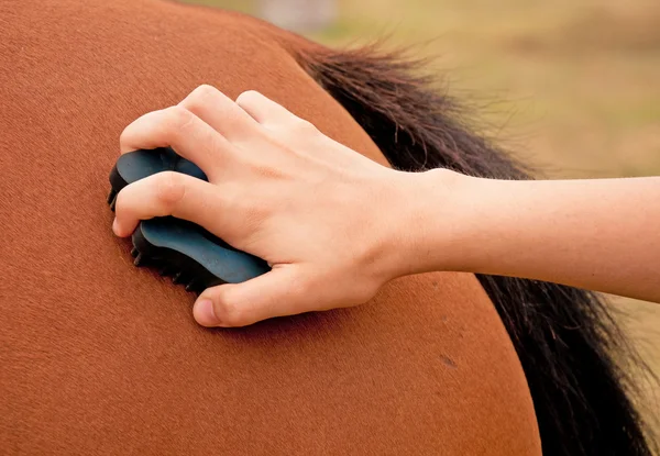 Paard met een rubber curry kam wordt verzorgd — Stockfoto