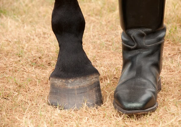 Closeup ενός αλόγου και τα πόδια του αναβάτη ένα δίπλα στο άλλο一匹马和骑手的脚彼此相邻的特写 — 图库照片