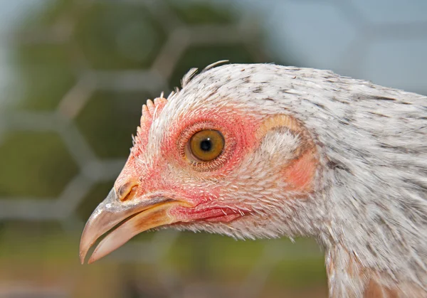 Closeup of a head of a young bantam hen — Stock Photo, Image