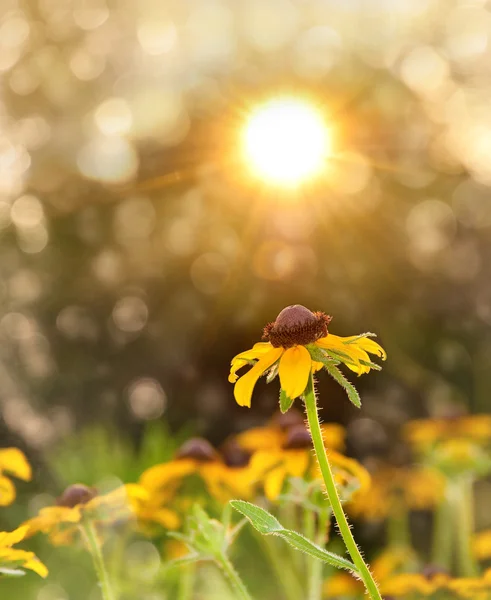 Dreamy image of a Black-eyed Susan — Stock Photo, Image