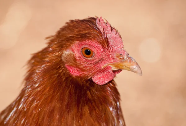 Imagen de cerca de una hermosa gallina cochinilla roja — Foto de Stock