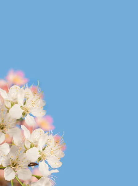 Bahar çiçeği arkaplanı — Stok fotoğraf