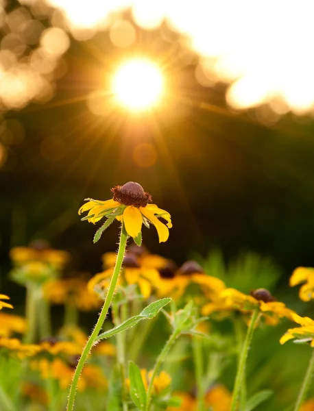 Fleur Susan aux yeux noirs atteignant le soleil du soir — Photo